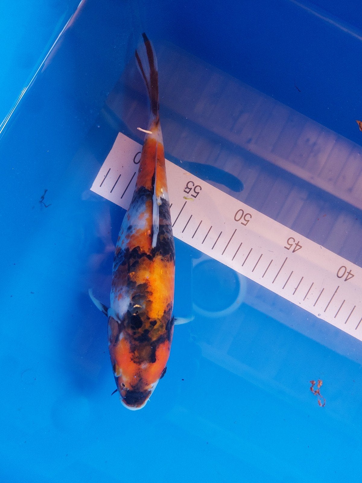 prachtige showa 30 / 35 cm, Karper of Koi
