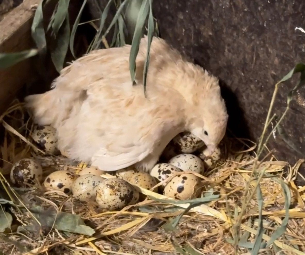 Japanse kwartels zoeken naar een goed thuis, Meerdere dieren, Overige soorten
