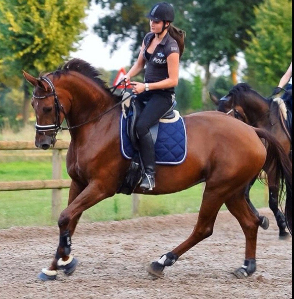 Ervaren amazone (Z2/Subtop) biedt (vakantie) trainingplek, Diensten en Vakmensen, Dieren | Paarden | Verzorging, Oppas en Les