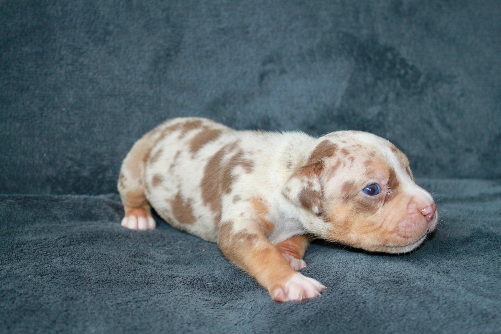 American bully XL Tri Color Merle (lees beschrijving goed), Parvo, 8 tot 15 weken, Groot, Meerdere