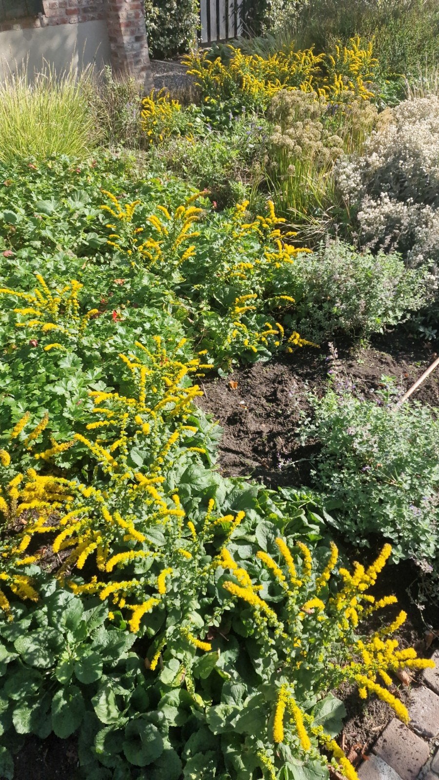 tuinhulp, Overige soorten, Volle zon, Vaste plant, Ophalen of Verzenden