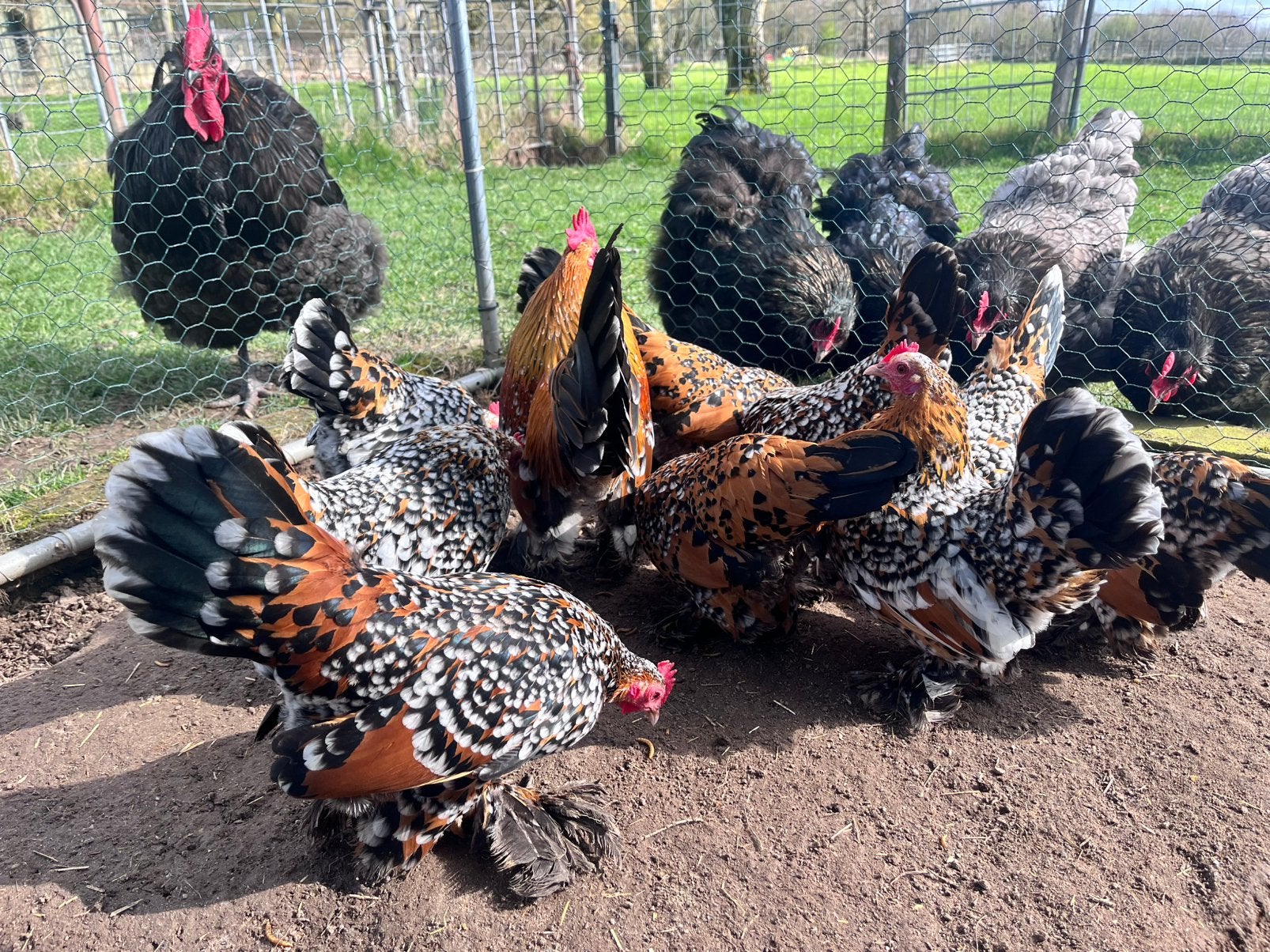 Broedeieren Sabelpootkriel - porselein, Dieren en Toebehoren, Geslacht onbekend, Kip