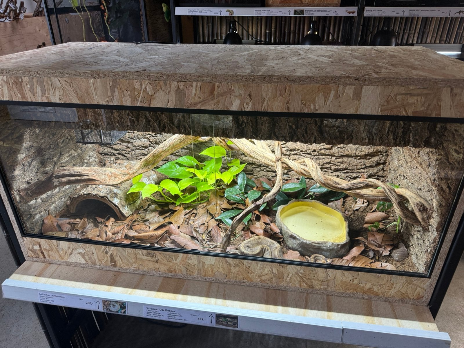 Ball python “champagne” man NK24 met of zonder terrarium Ball Python photo 4