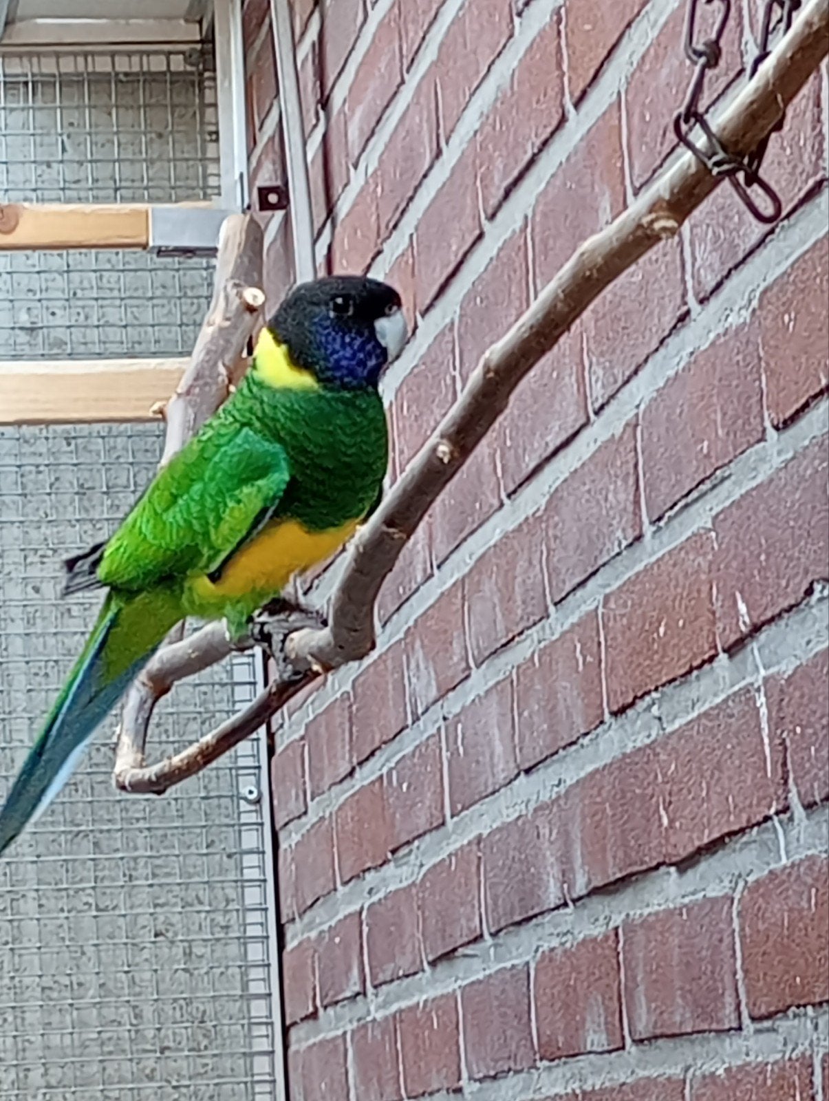 port Lincoln parkiet split blauw, Dieren en Toebehoren