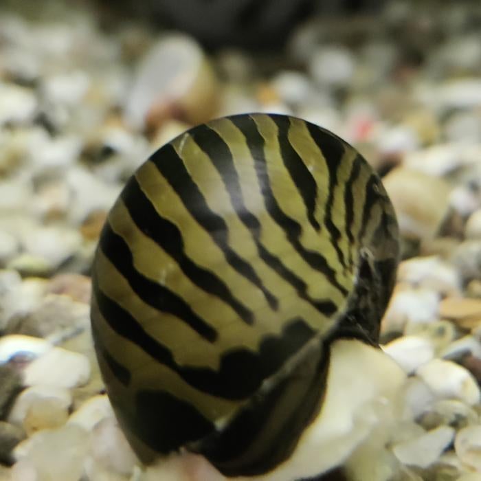 Neritina Natalensis, Dieren en Toebehoren, Vis