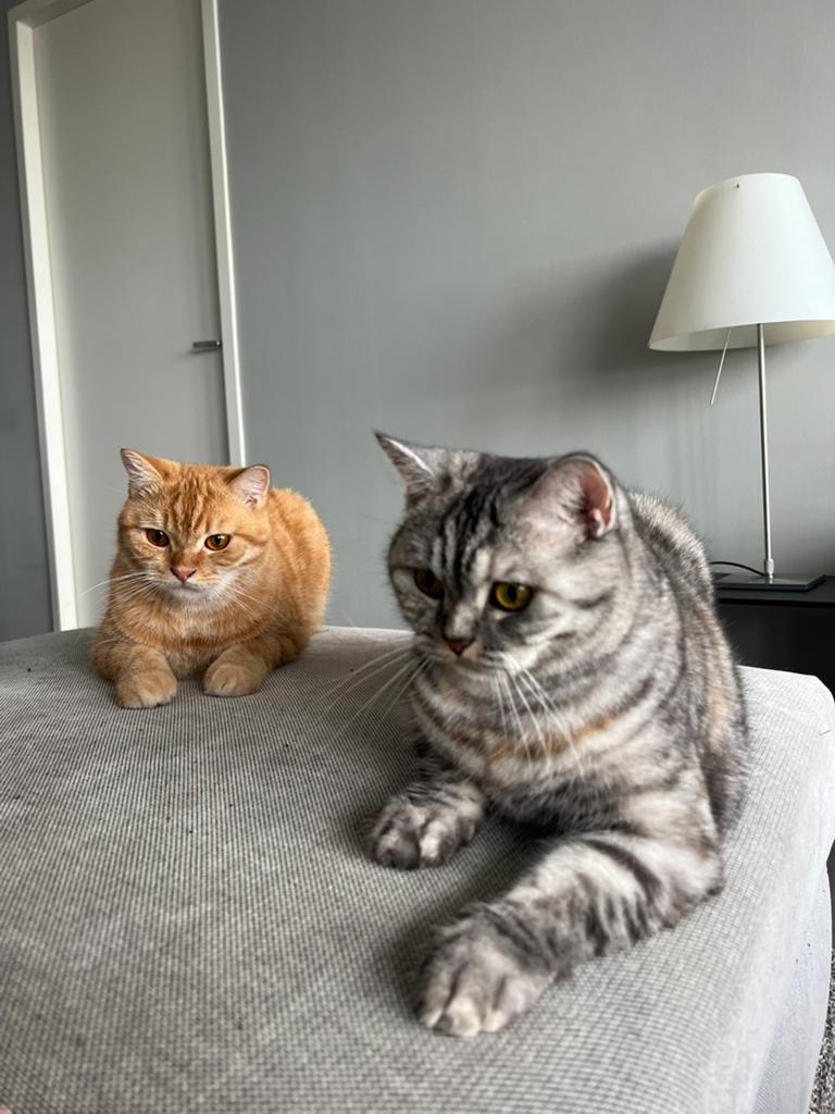 2 britse kortharen (broer en zus), Dieren en Toebehoren, Katten en Kittens | Raskatten | Korthaar, Meerdere dieren, Ingeënt, 3 tot 5 jaar