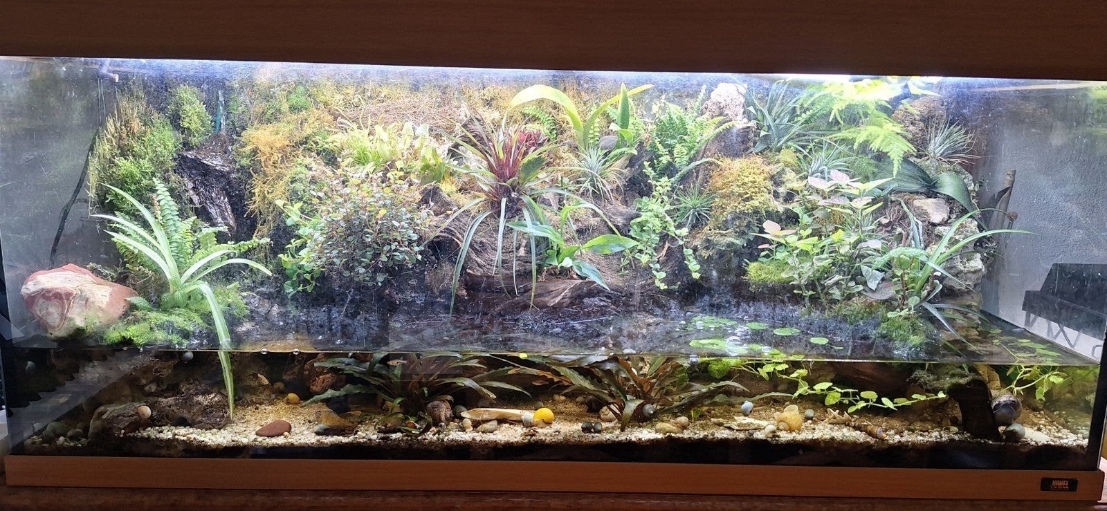 stekjes terrarium of paludarium, Dieren en Toebehoren, Ophalen of Verzenden, Tak, Plant, Rots of Steen