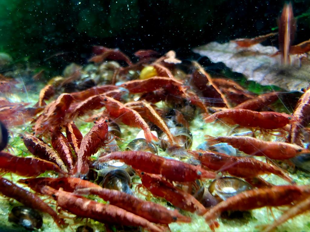 Fire red garnalen neocaridina rood hoge kwaliteit!, Kreeft, Krab of Garnaal