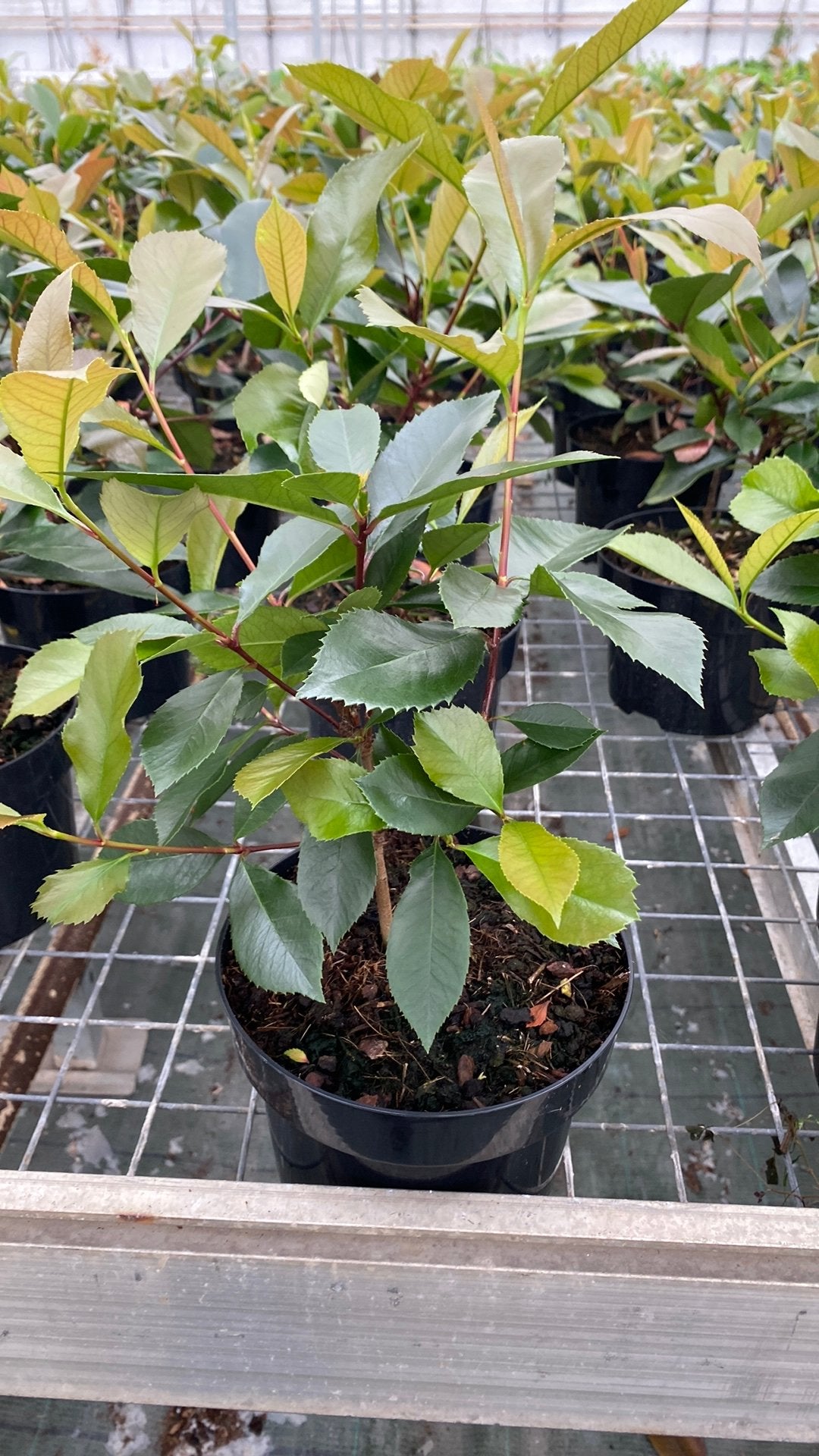Glansmispel (Photinia Fraseri 'Red Robin') -  groenblijvend, Volle zon, Vaste plant, Lente, Ophalen