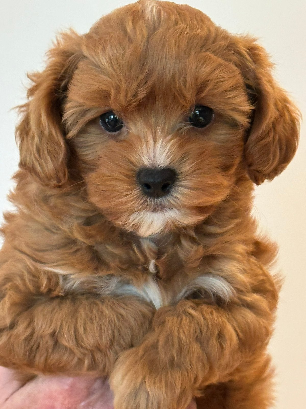 Klein type Maltipoo in diverse kleuren abricot en crème., Poedel, Parvo, Nederland, 8 tot 15 weken