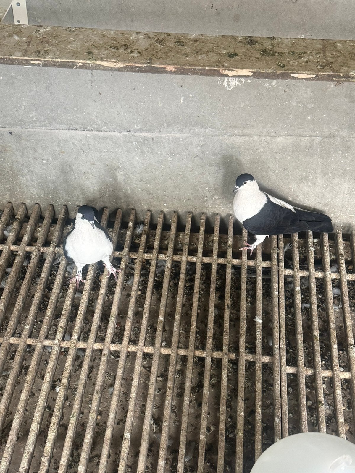 Duiven, Dieren en Toebehoren, Vogels | Duiven, Meerdere dieren, Overige soorten