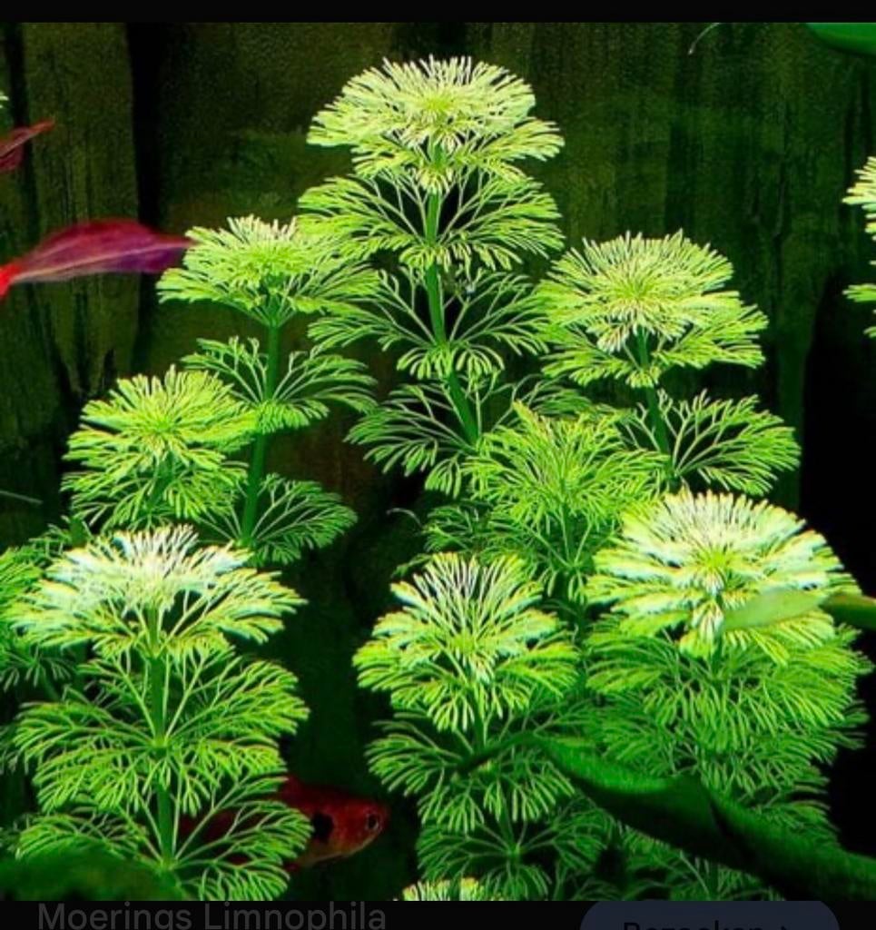 Ambulia planten per bakje 1,00, Ophalen, Overige soorten, Minder dan 100 cm