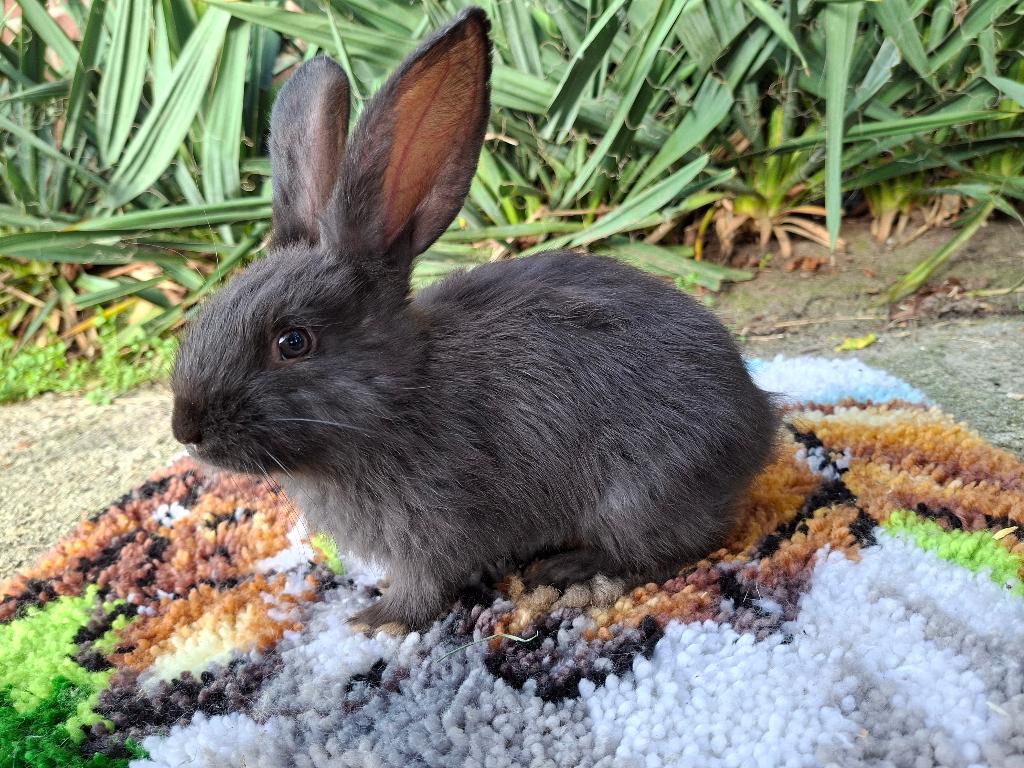 Duitse Reus, Dieren en Toebehoren, Konijnen, Mannelijk, Groot, 0 tot 2 jaar