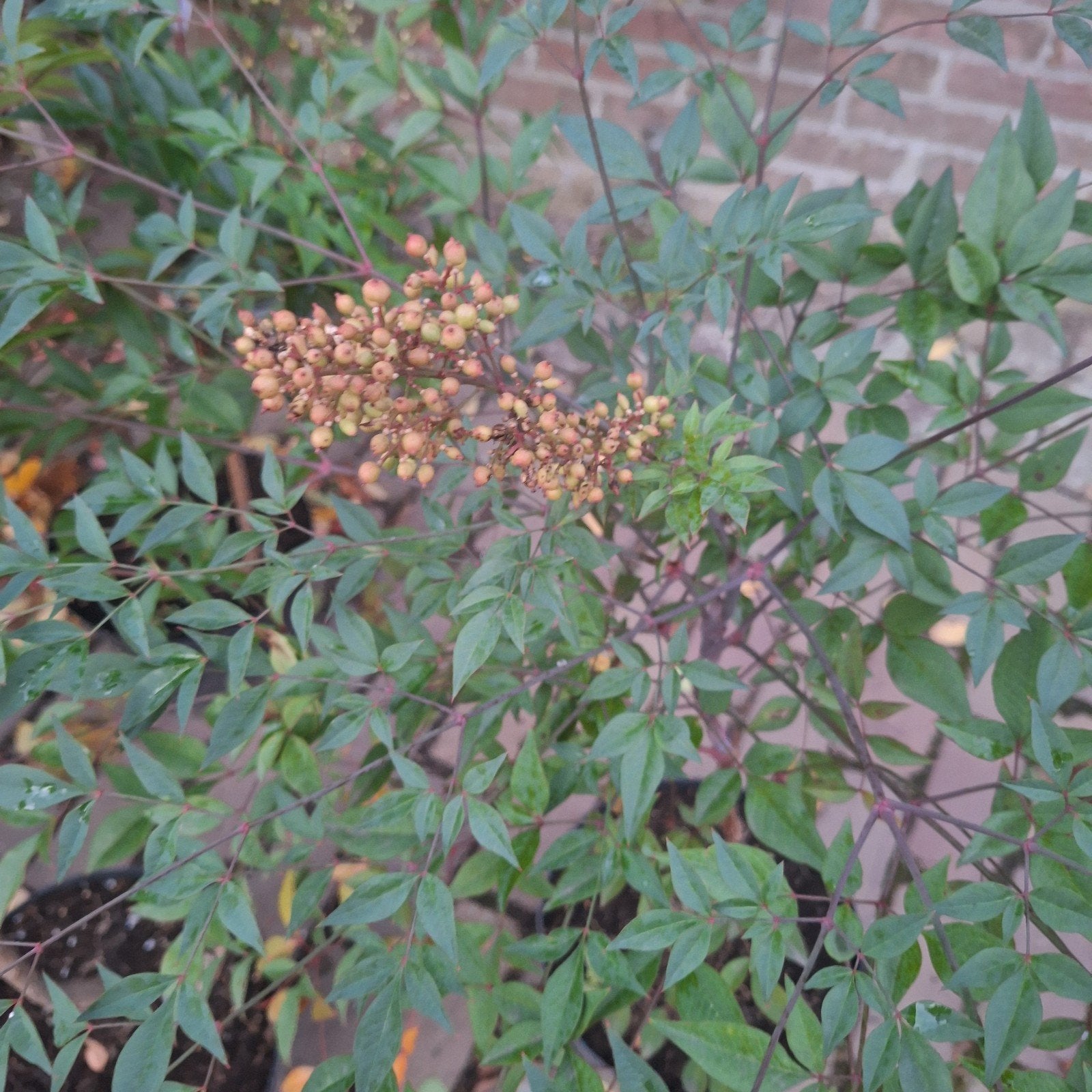 4 stuks Nandina - Hemelse Bamboe, Vaste plant, Halfschaduw, Zomer, Ophalen