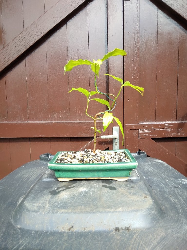 Bonsai, Halfschaduw, Overige soorten, Lente, Minder dan 100 cm