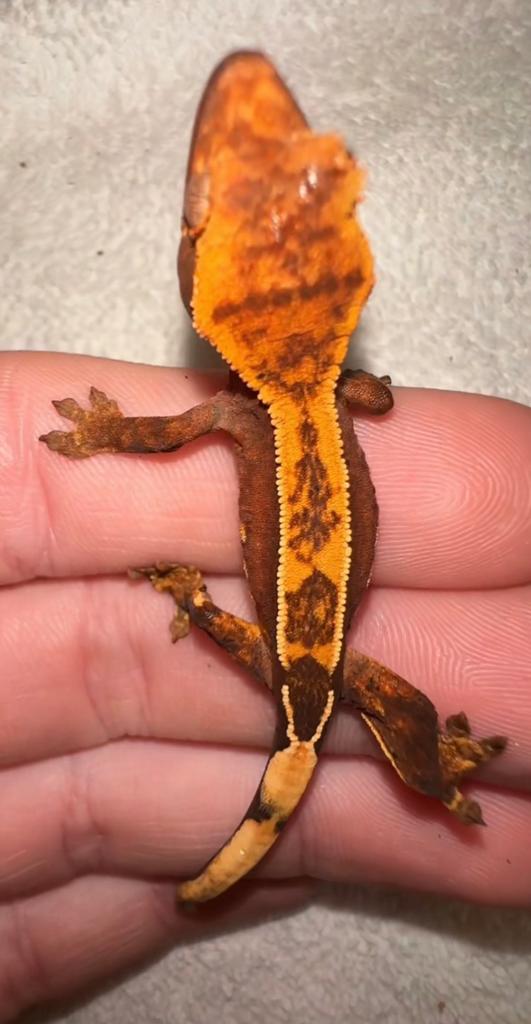 Wimpergekko baby Crested Gecko - unknown for sale from CrestieDragons