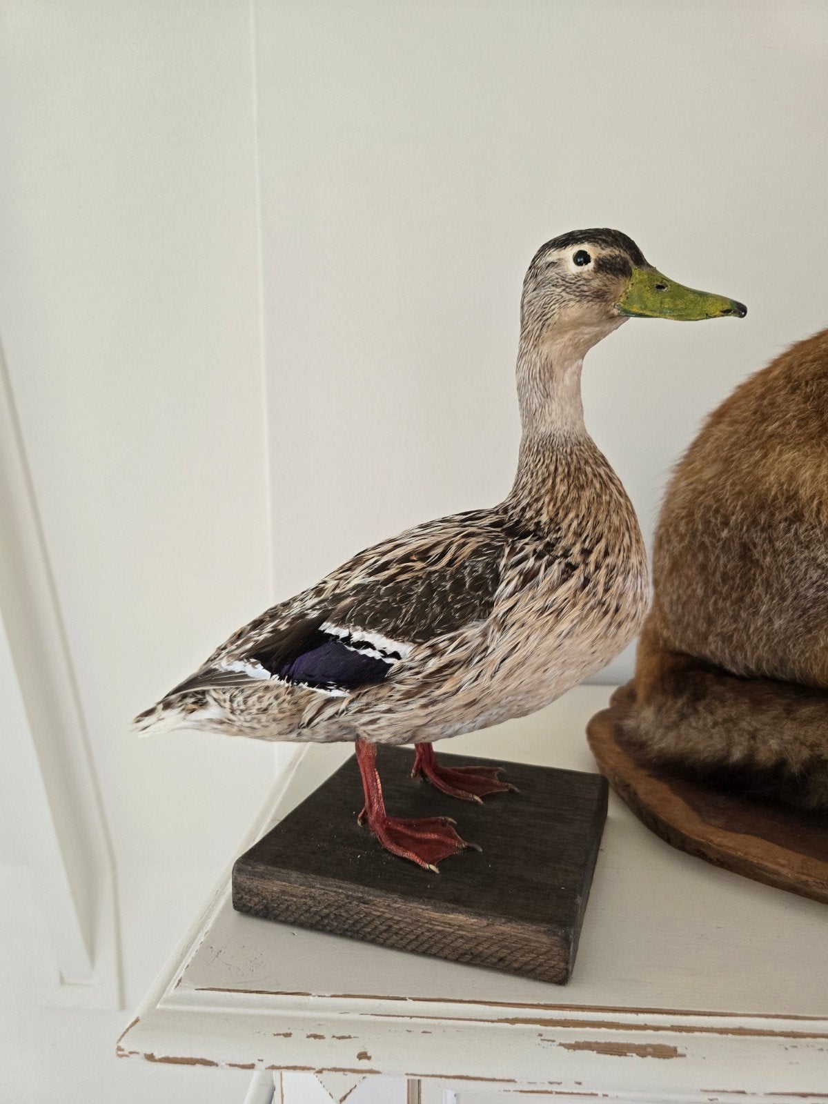 Prachtige nieuwe opgezette eend, Verzamelen, Ophalen of Verzenden, Nieuw, Vogel, Opgezet dier