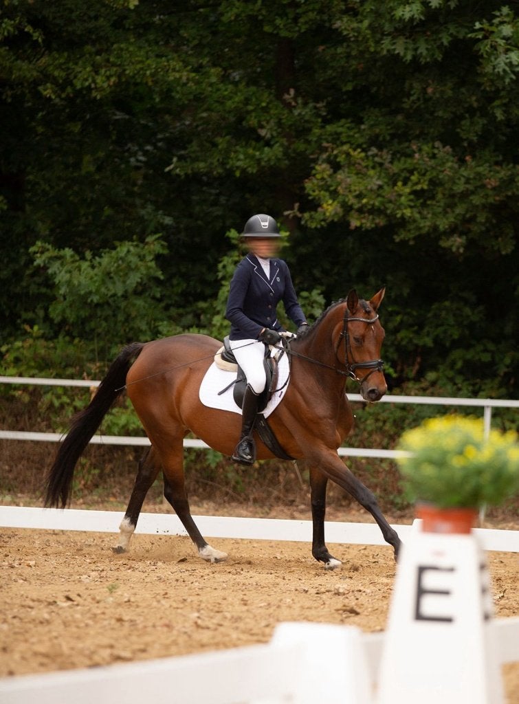 Lieve merrie met topafstamming, voor dressuur & recreatie, Dieren en Toebehoren, Met stamboom, Ruin, Dressuurpaard, L