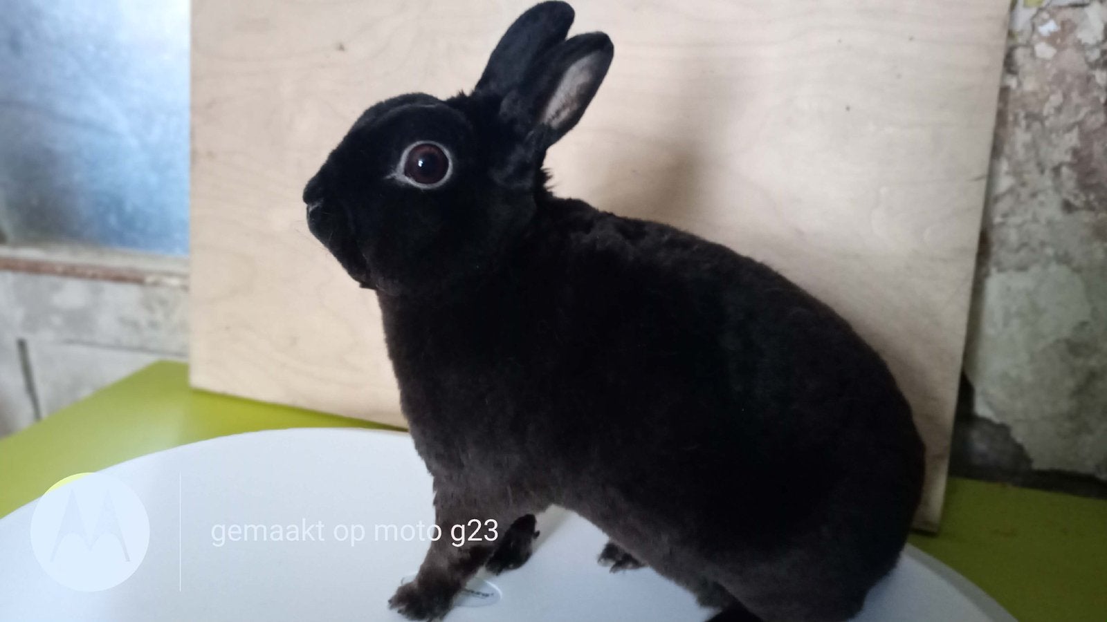Dwerg rex ram zwart, Dieren en Toebehoren, Mannelijk, Dwerg