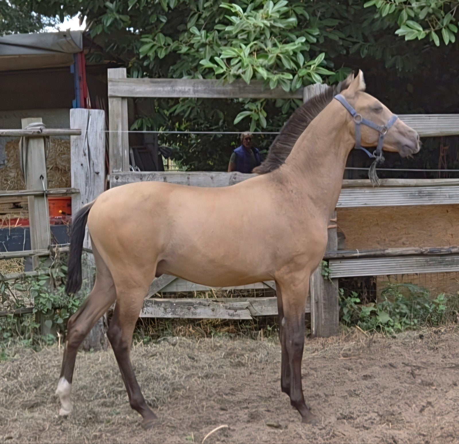 jonge veelbelovende pre paarden ELITE PAPIEREN, Dieren en Toebehoren, Hengst, Minder dan 160 cm, Dressuurpaard, 0 tot 2 jaar
