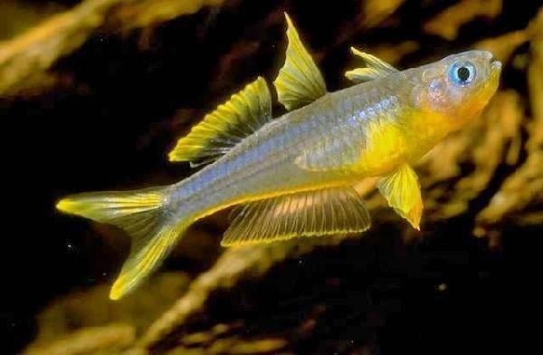 Pseudomugil furcatus, Vis, Zoetwatervis, Schoolvis