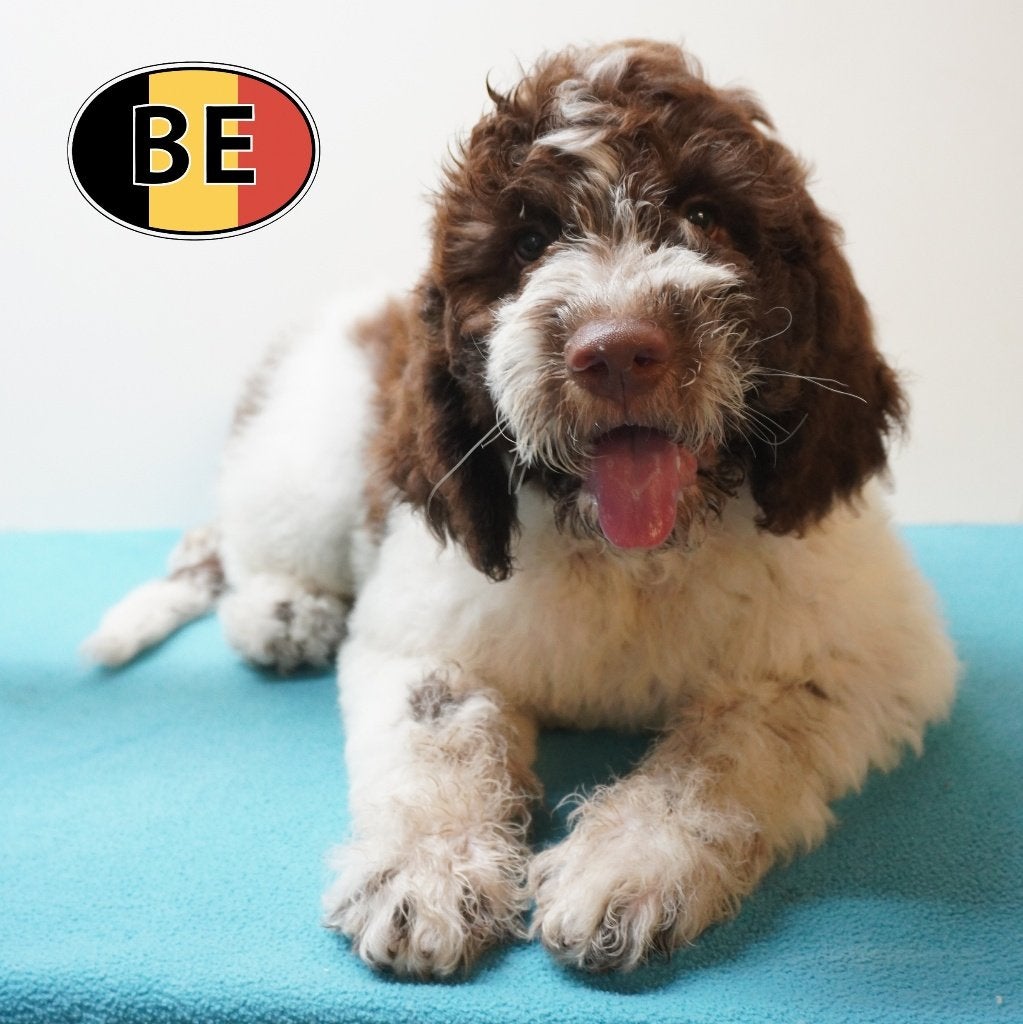 Unieke Lagotto Romagnolo pups te koop (geboren in België), Parvo, België, 8 tot 15 weken, Meerdere