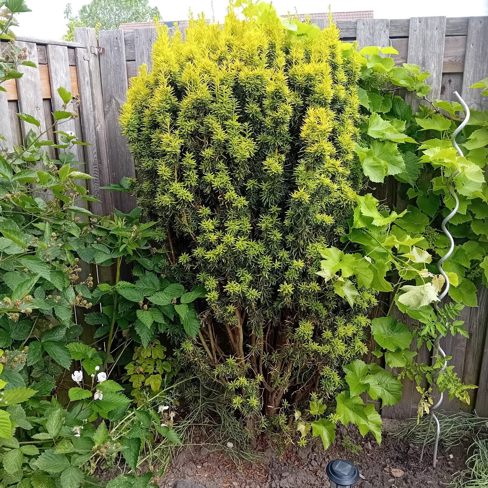 Taxus Baccata 'Fastigiata Aurea' - Gele Zuilvormige Taxus, Ophalen of Verzenden