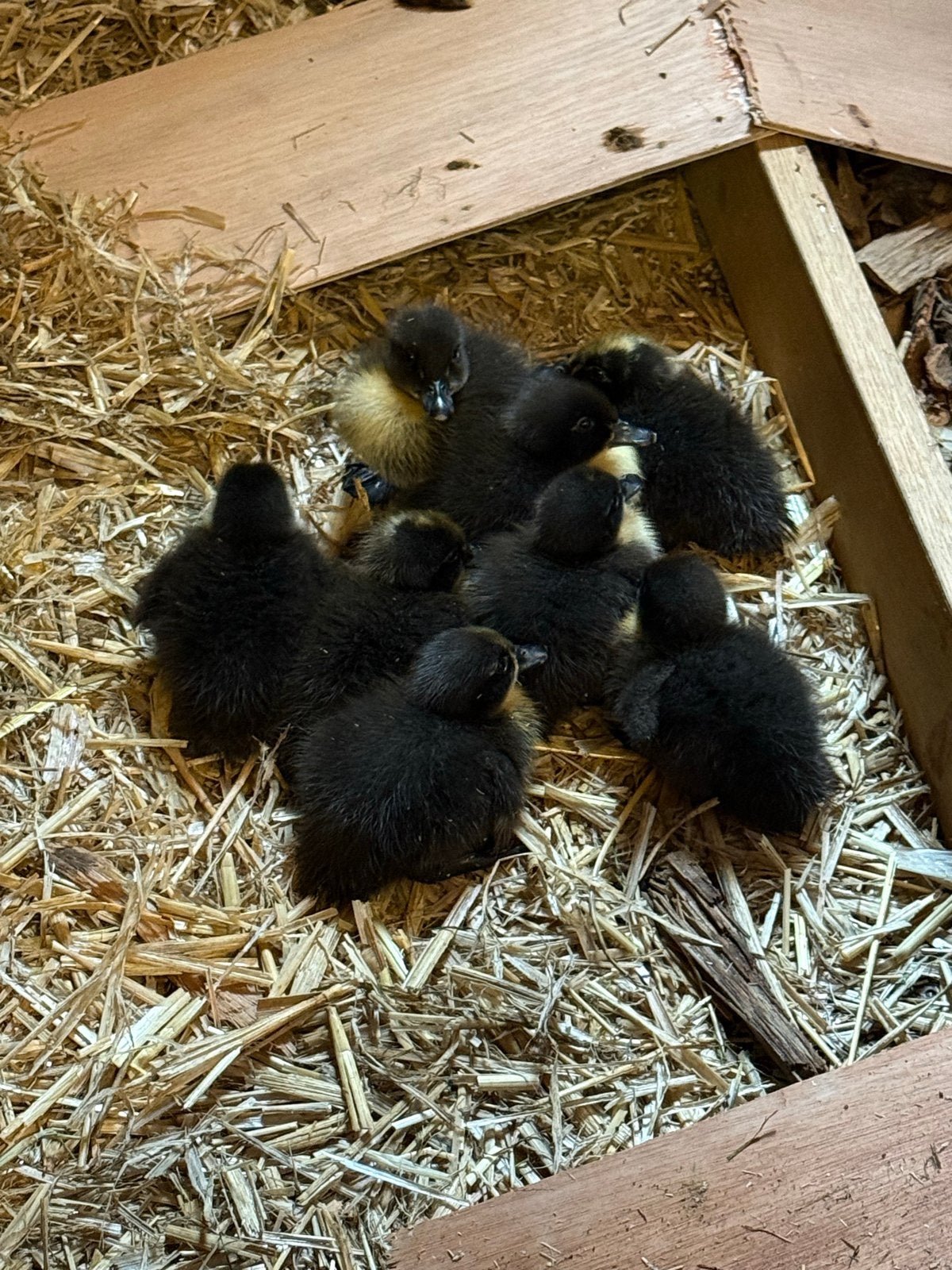 Loopeenden kuikens te koop, Dieren en Toebehoren, Pluimvee, Meerdere dieren