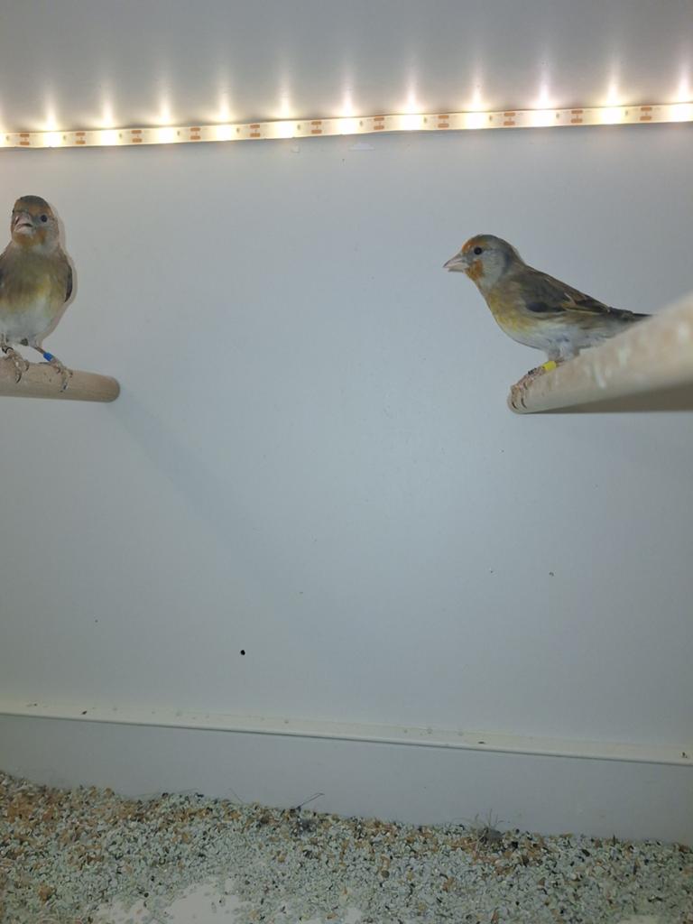2 bastaard poppen 2025 parva x raza, Dieren en Toebehoren, Vogels | Overige Vogels, Vrouwelijk, Wildzangvogel, Geringd