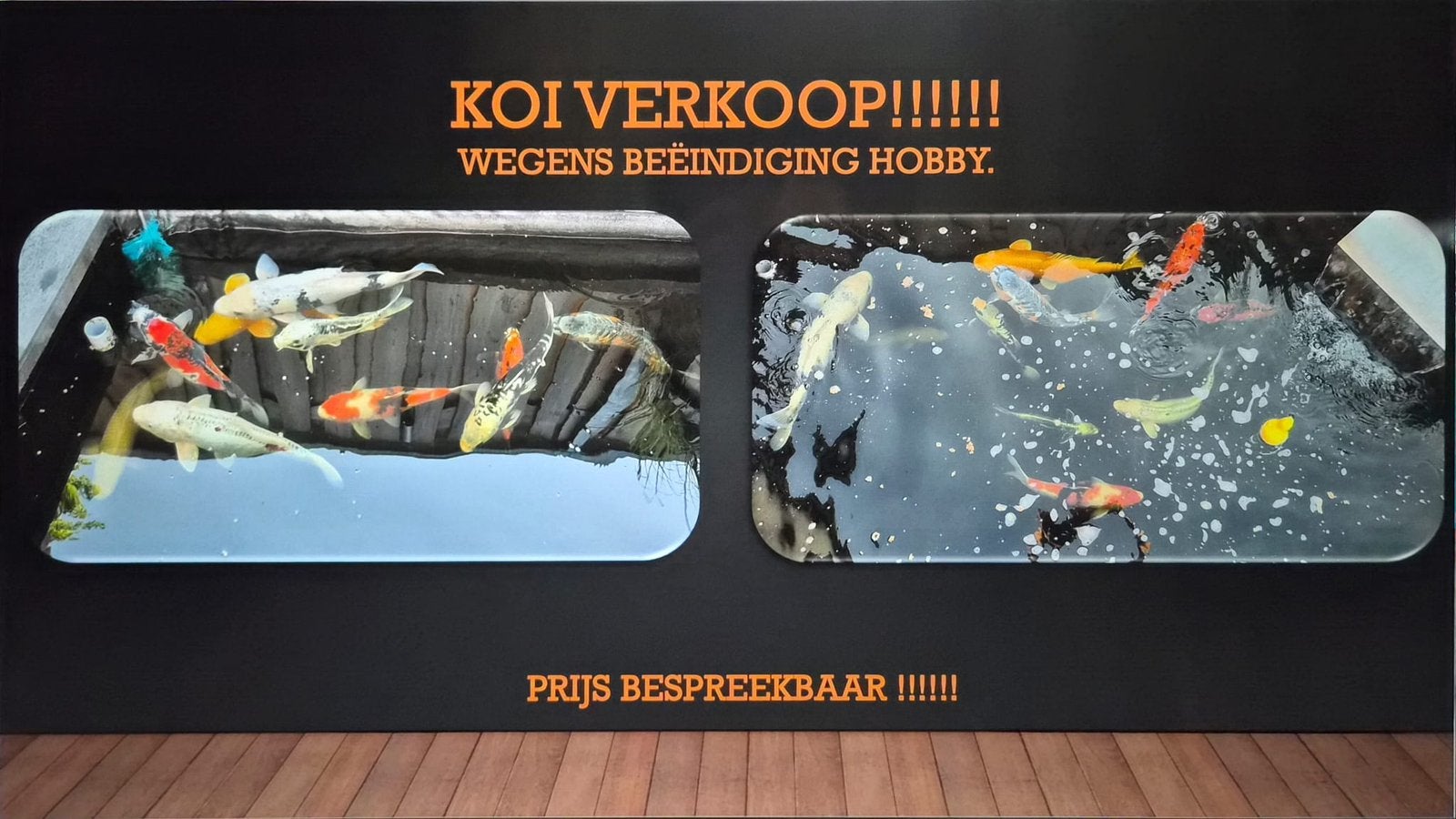 Mooie koi’s te koop
