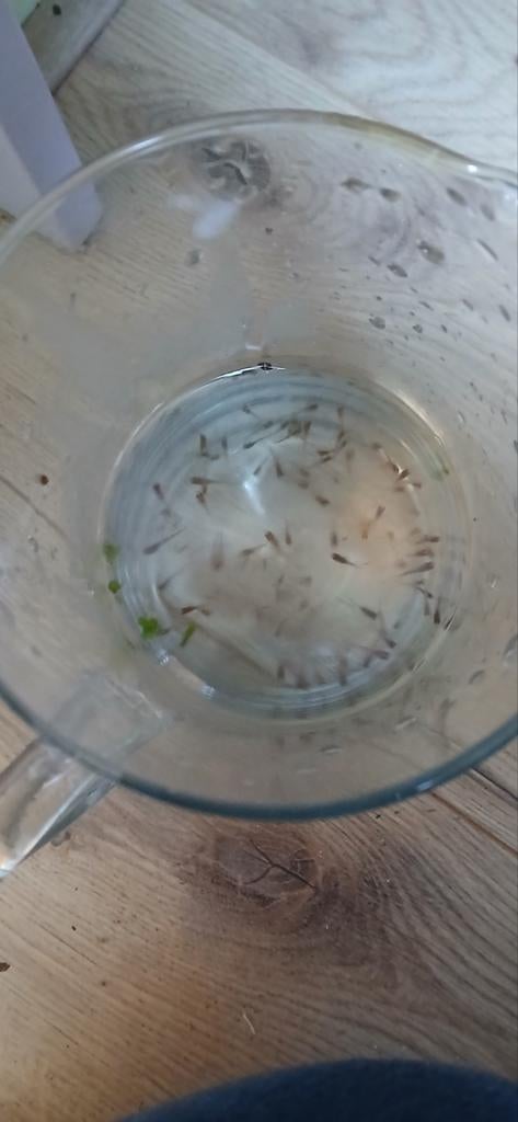 Baby guppies, Ophalen, Zo goed als nieuw, Ovaal, Overige materialen