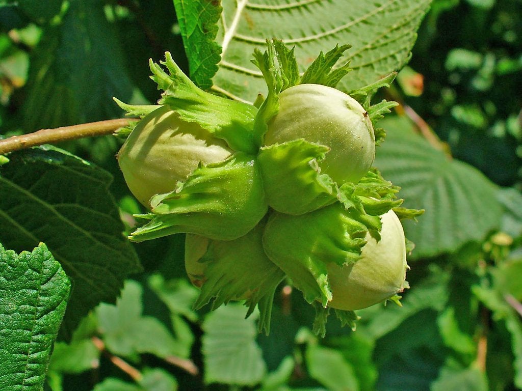1x Corylus 'Pride of Wegene' / vruchtdragende Hazelaar €25, Ophalen of Verzenden, Overige soorten, Struik, 100 tot 250 cm