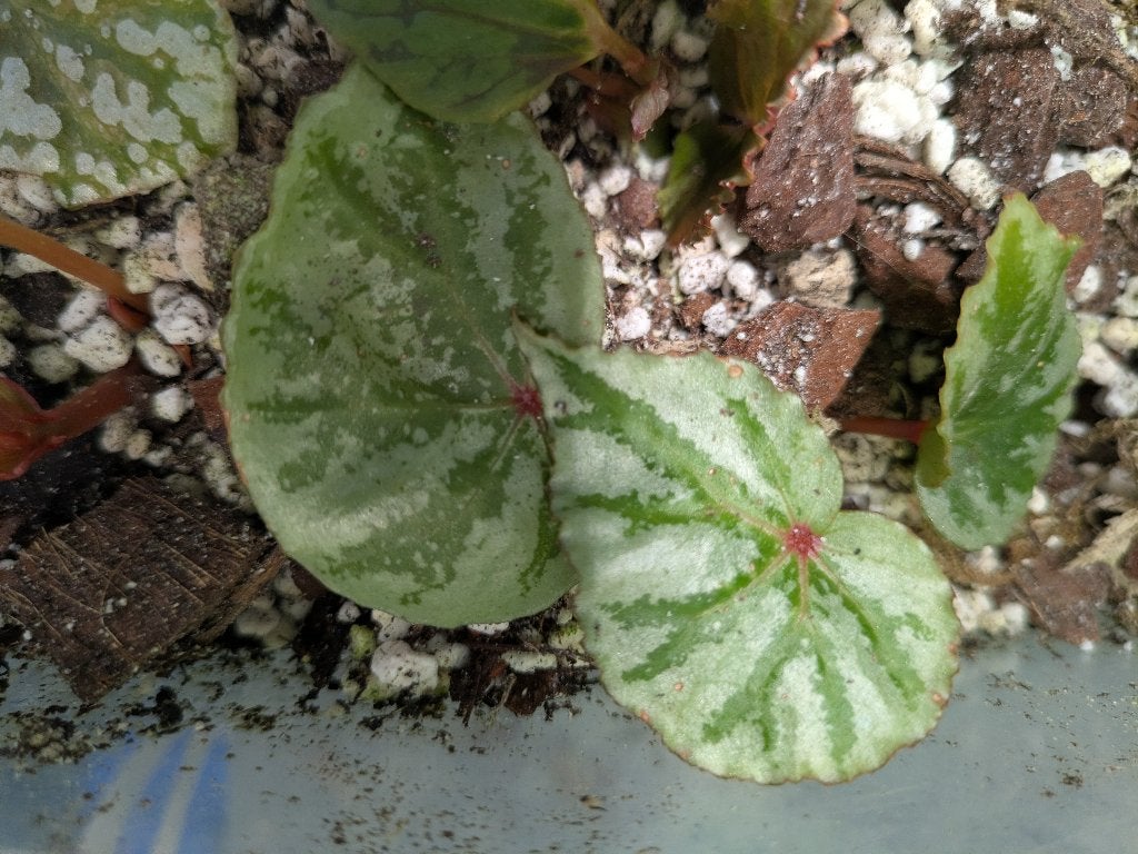 Begonia Temuyuk Silver stek, Ophalen of Verzenden, Halfschaduw, Minder dan 100 cm