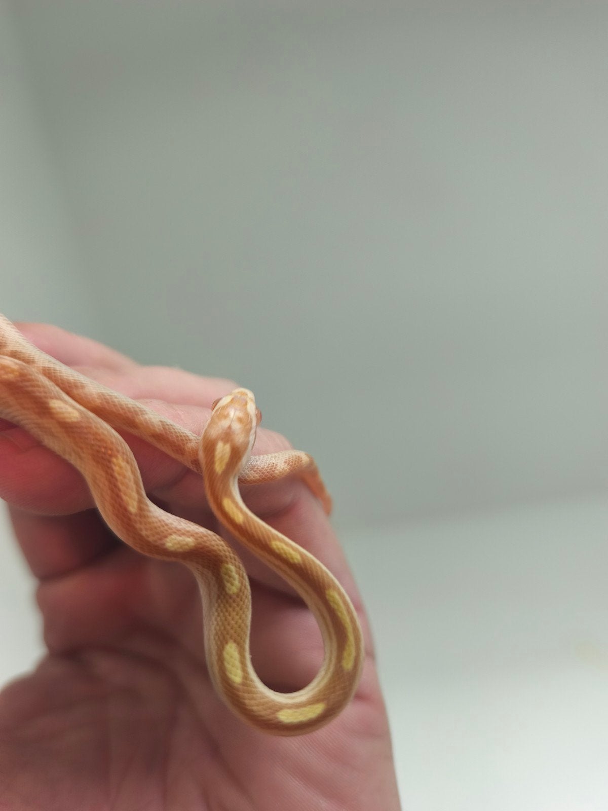 Jonge korenslangen te koop – diverse kleuren/patronen – eten Corn Snake photo 5