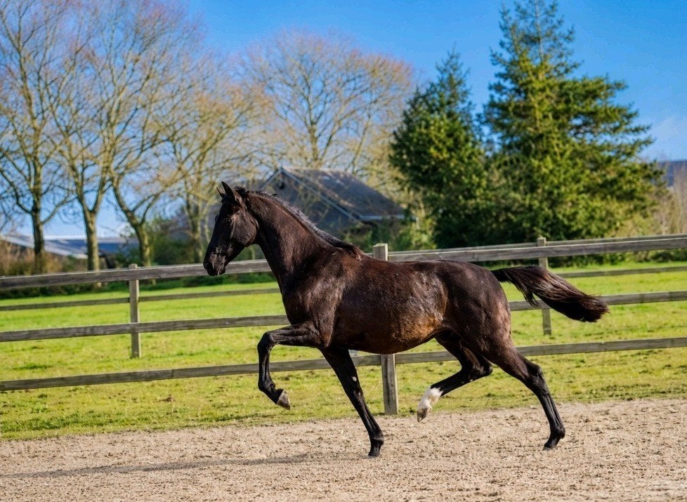Bloedmooie jonge grote dressuurpaard ruin Extreme U.S, Met stamboom, Ruin, Dressuurpaard, 0 tot 2 jaar