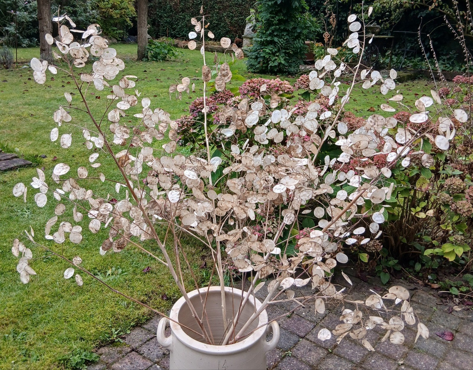 bos Judaspenning Lunaria, Ophalen