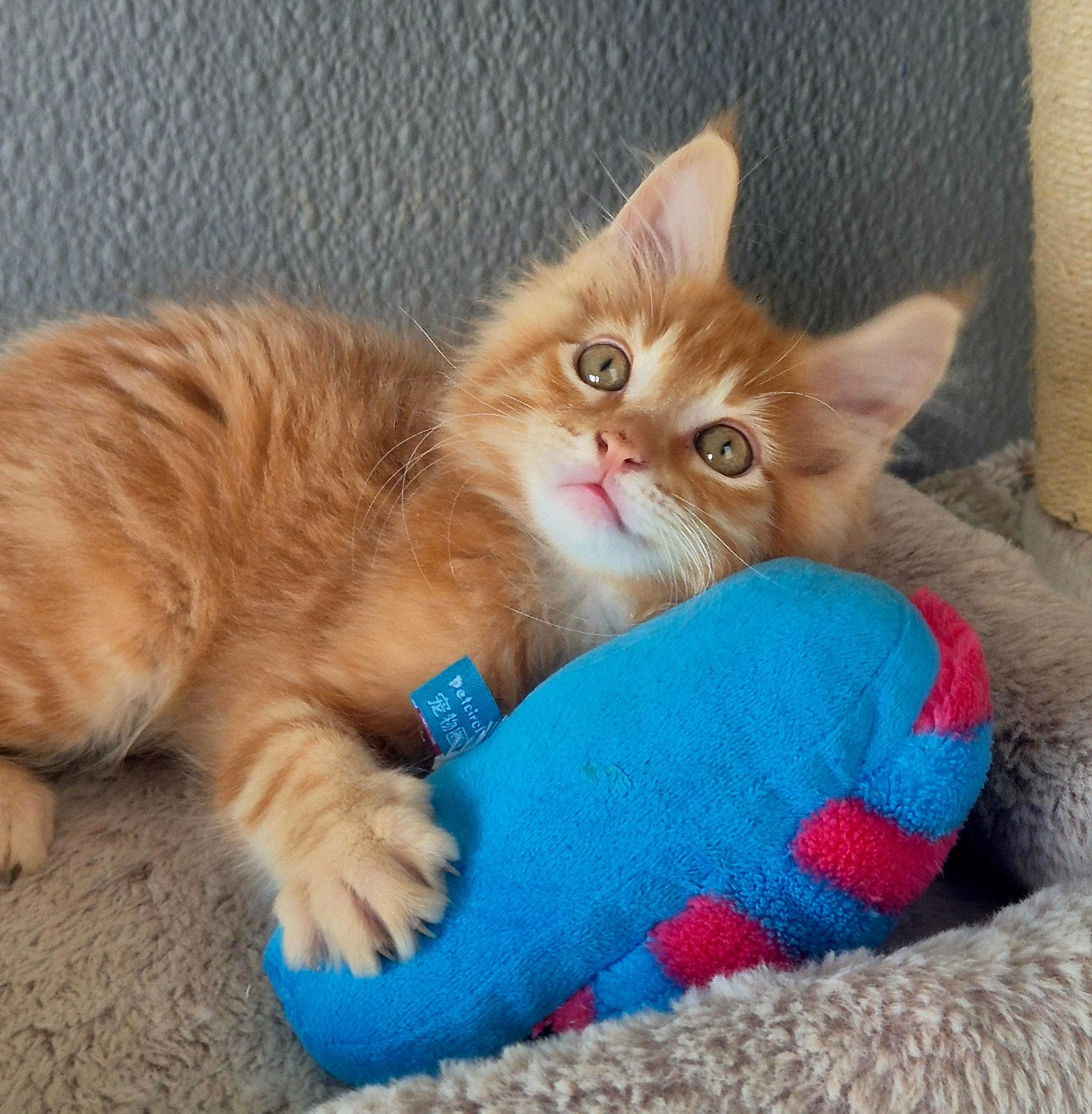 Maine Coon-kittens xl rasecht  beschikbaar, Dieren en Toebehoren, Meerdere dieren, Ontwormd