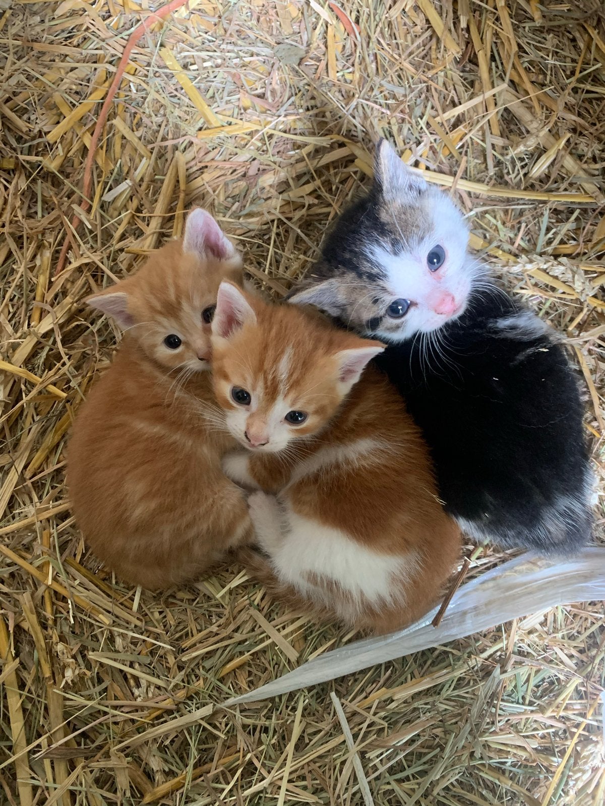 3 Boerderij kittens - 6 Weken oud, Dieren en Toebehoren, Katten en Kittens | Overige Katten, Meerdere dieren, Kortharig, 0 tot 2 jaar