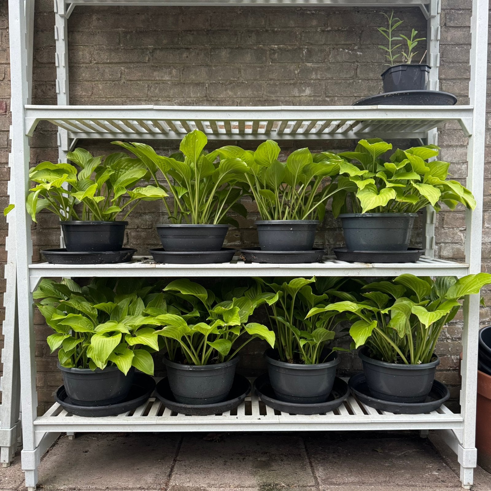 Hosta’s met witte bloem diverse potmaten, Vaste plant, Halfschaduw, Zomer, Ophalen