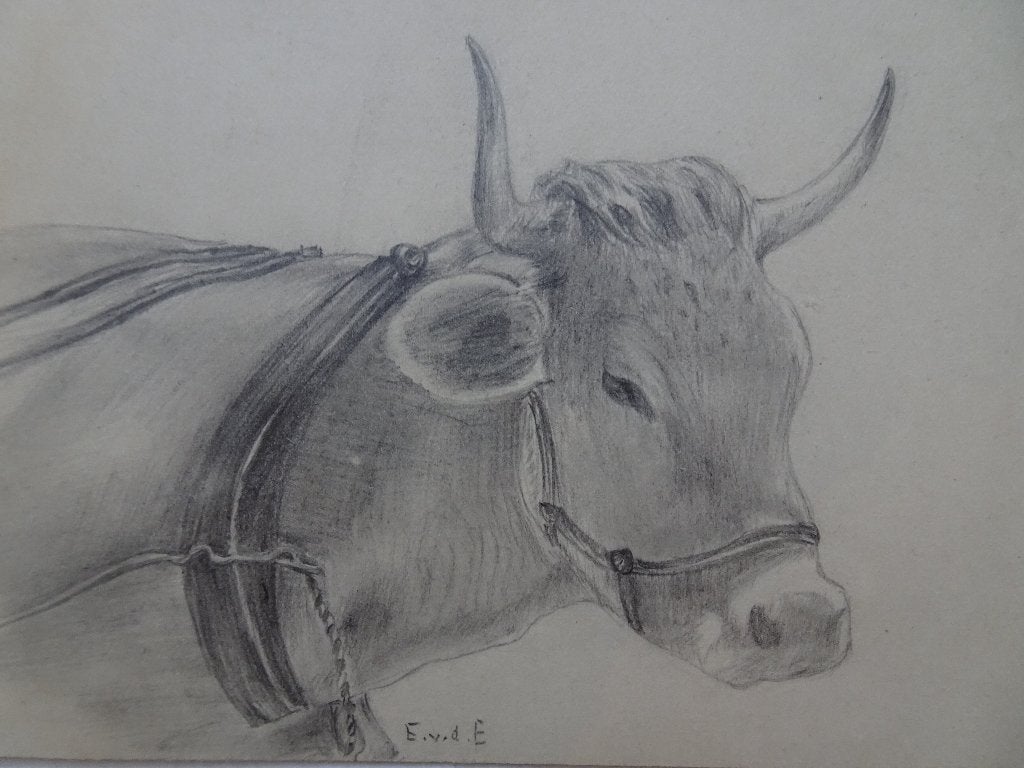 potloodtekening koe met tuig klaar om te ploegen natuur EvdE, Ophalen of Verzenden, Tekening, Potloodtekening, Origineel