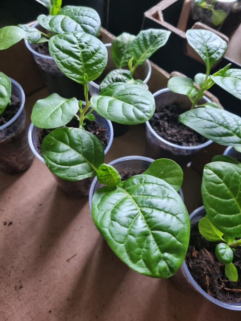 antroewa, boulanger, madam jeanette etc, Volle zon, Groenteplanten, Eenjarig, Ophalen of Verzenden