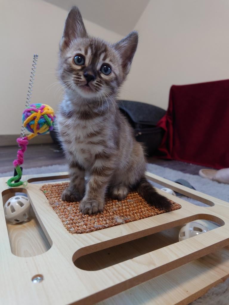 💯 Bengaal Kitten  ✅ Stamboom,🐈 Charcoal Mink And Brown, Dieren en Toebehoren, Katten en Kittens | Raskatten | Korthaar, Poes