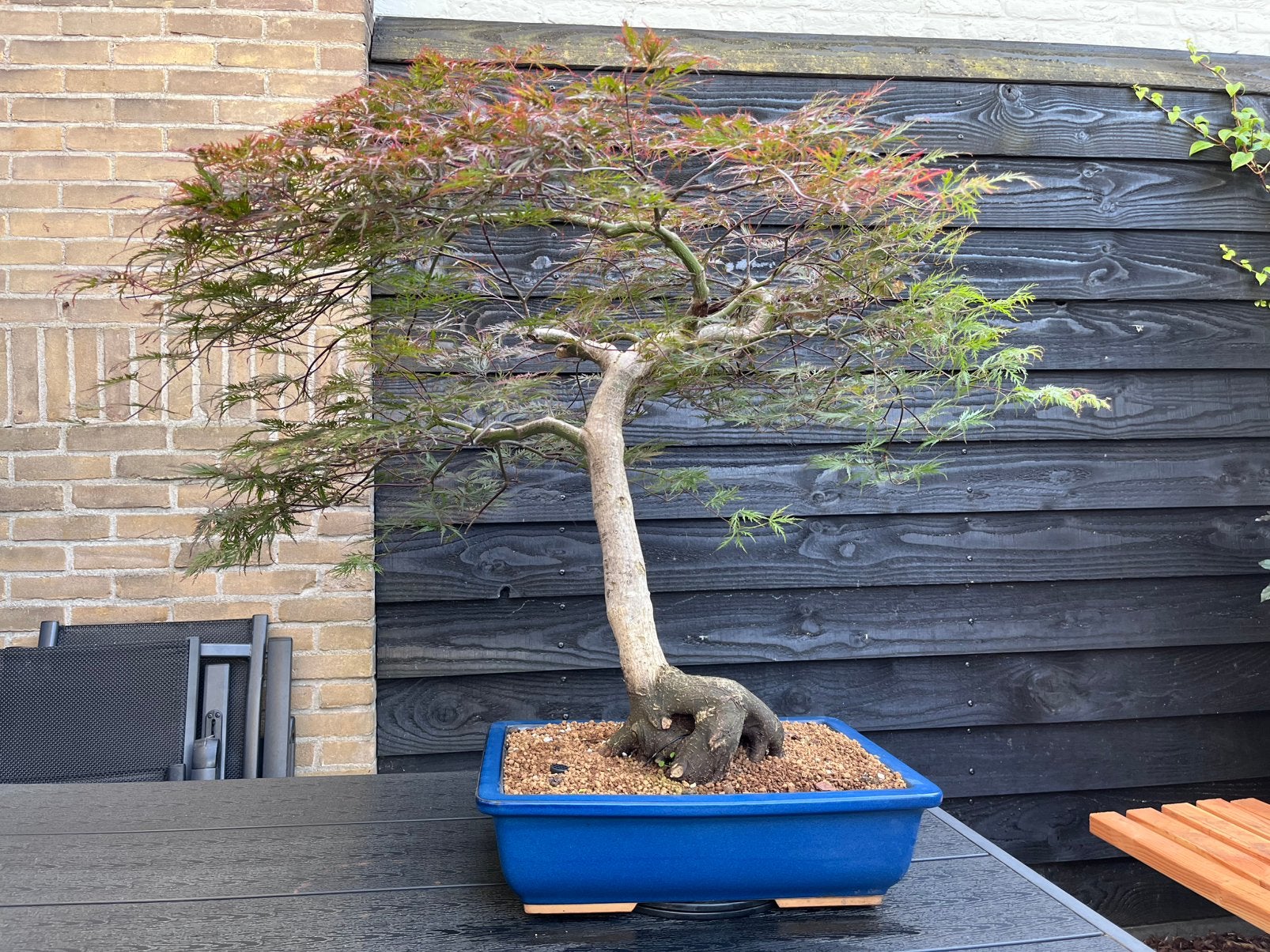 Bonsai Acer Palmatum Garnet, Ophalen, Bloeit niet, Halfschaduw, Overige soorten