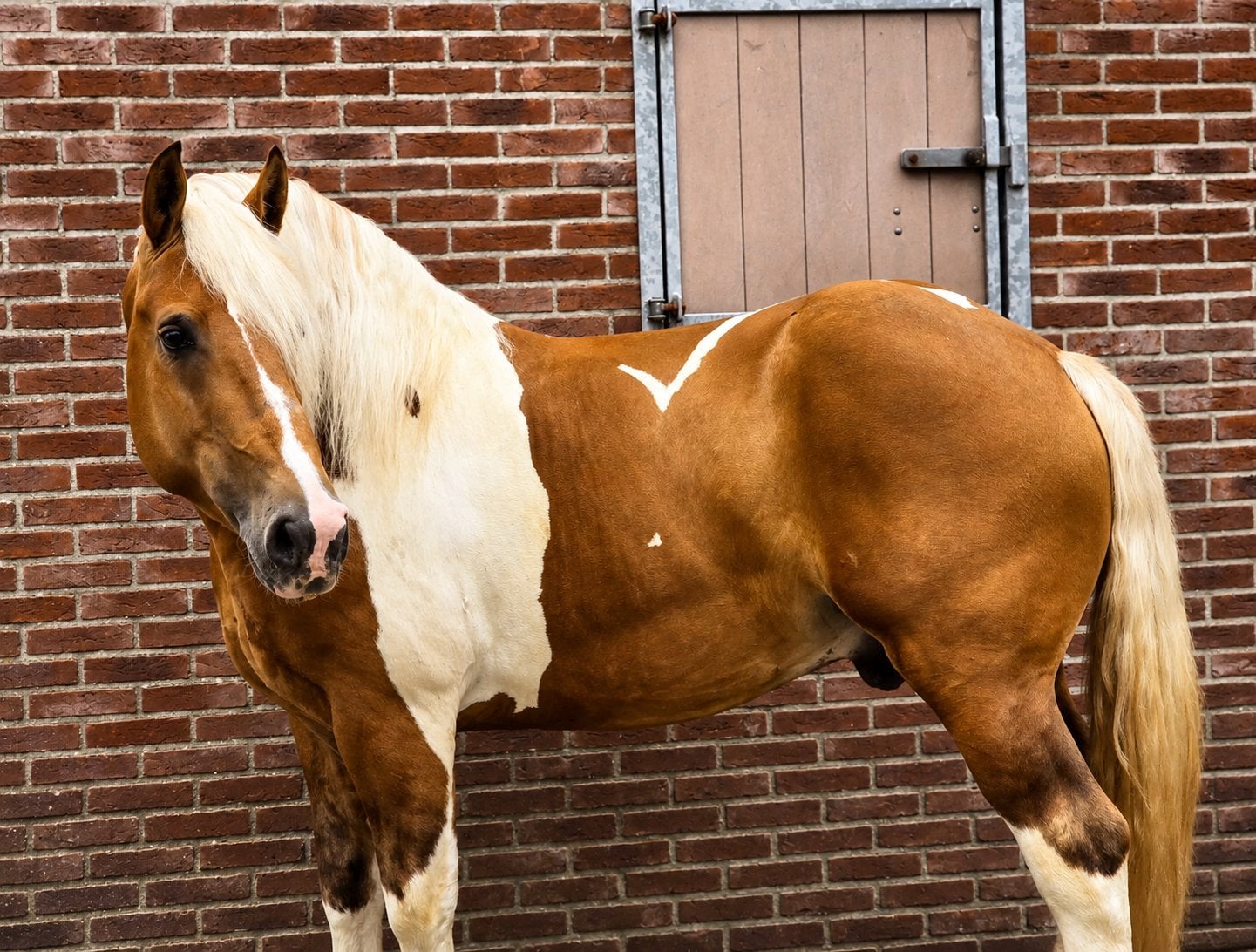 Mooi koudbloed met aparte tekening, Dieren en Toebehoren, Paarden, Minder dan 160 cm, B, Ruin, 3 tot 6 jaar