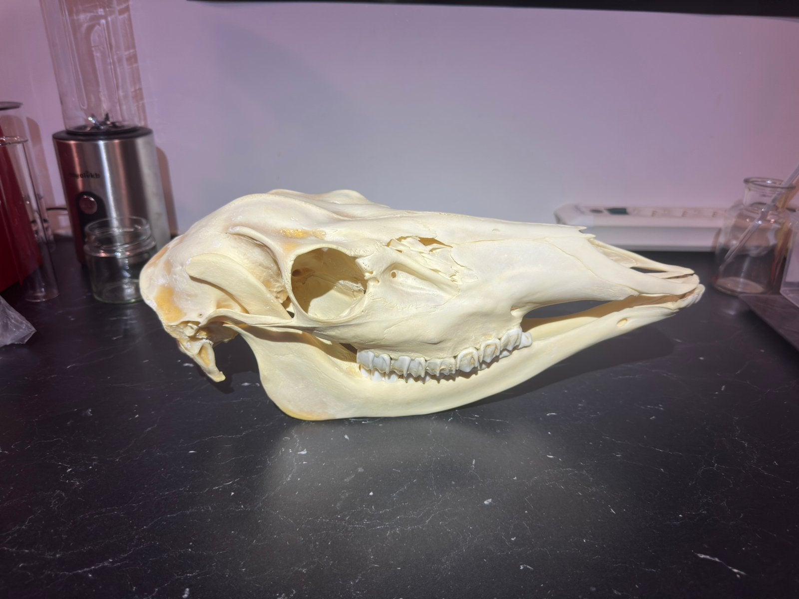 Edelhert (F) schedel + onderkaak – Cervus elaphus – 40 cm, Ophalen, Nieuw, Hert, Schedel