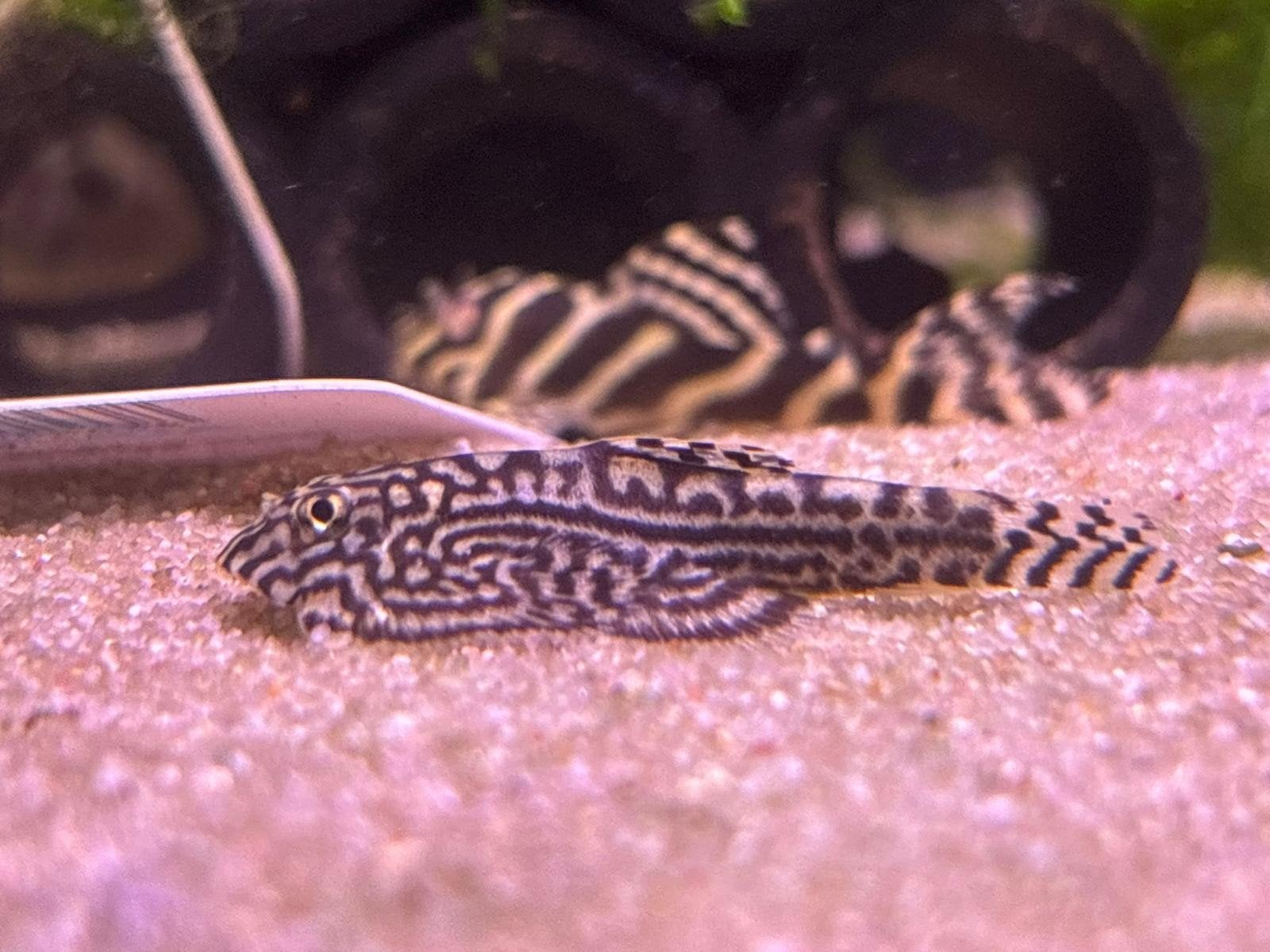 sewellia lineolata, Dieren en Toebehoren, Vis, Zoetwatervis, Schoolvis
