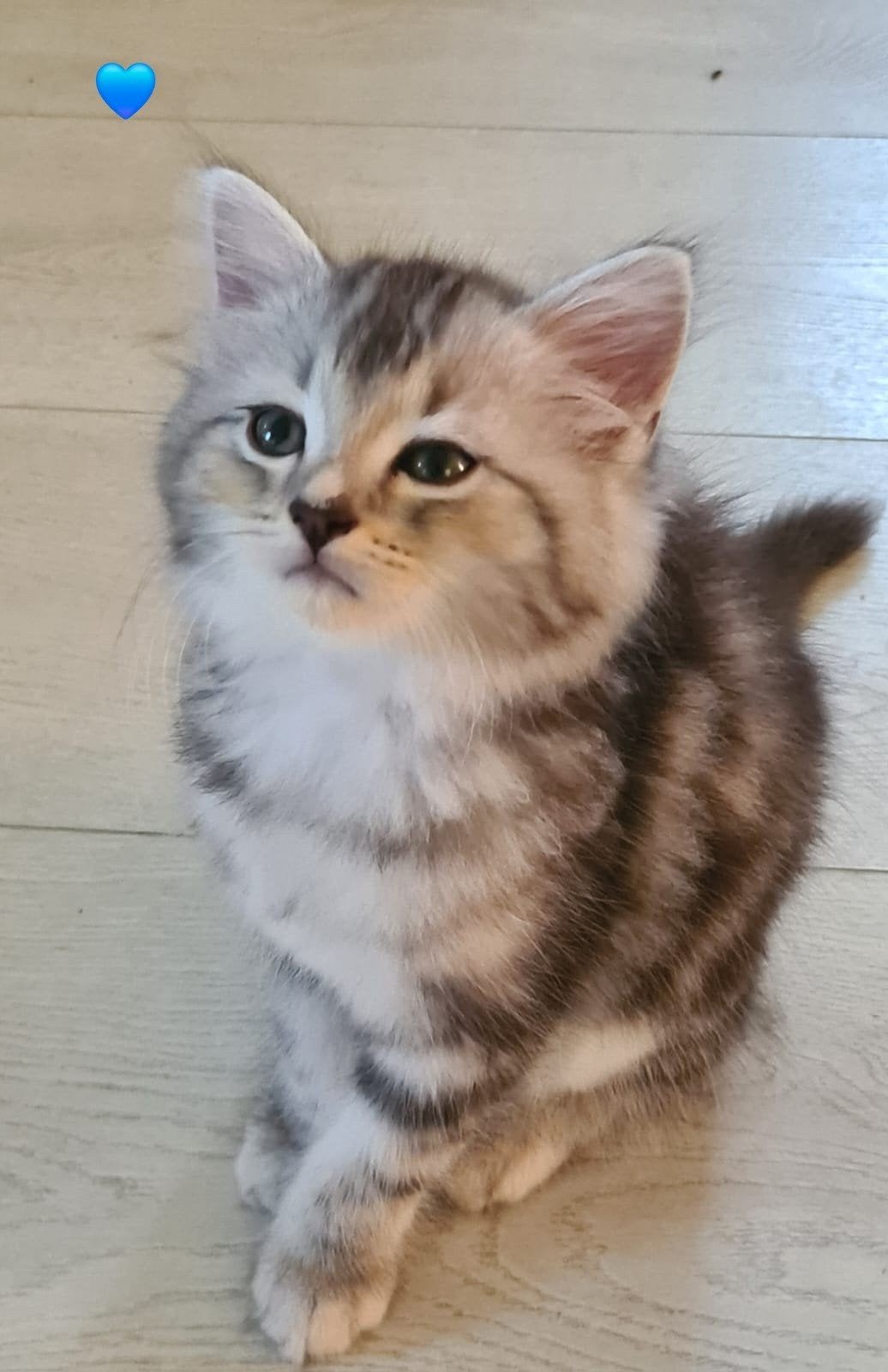 Ragdoll x kittens, Meerdere dieren
