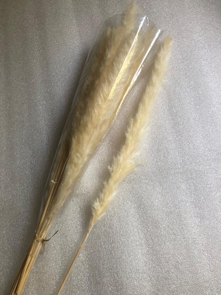 FAUX PAMPAS GRAS - CRÈMEKLEUR X 15 STUKS - 1€ per stuk, Ophalen of Verzenden, Zo goed als nieuw