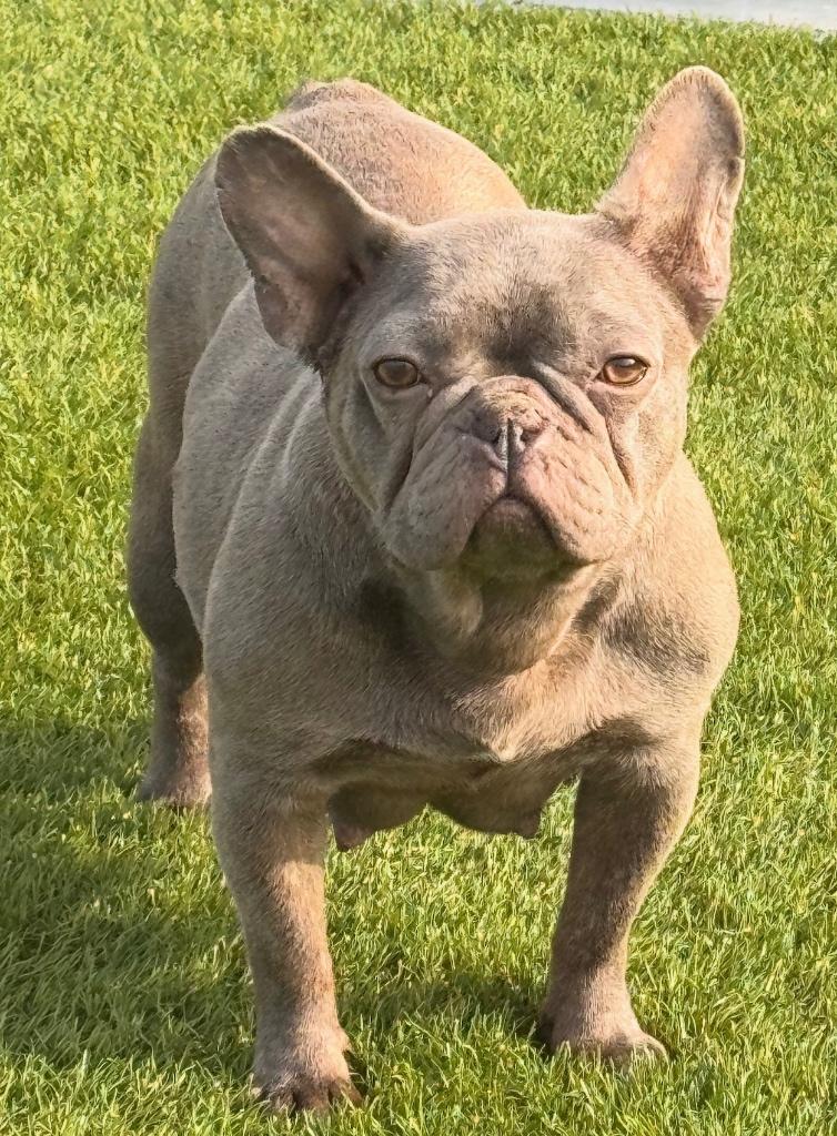 Isabella Franse Bulldog teefje, Dieren en Toebehoren, Honden | Bulldogs, Pinschers en Molossers, België, Fokker | Hobbymatig, 1 tot 2 jaar