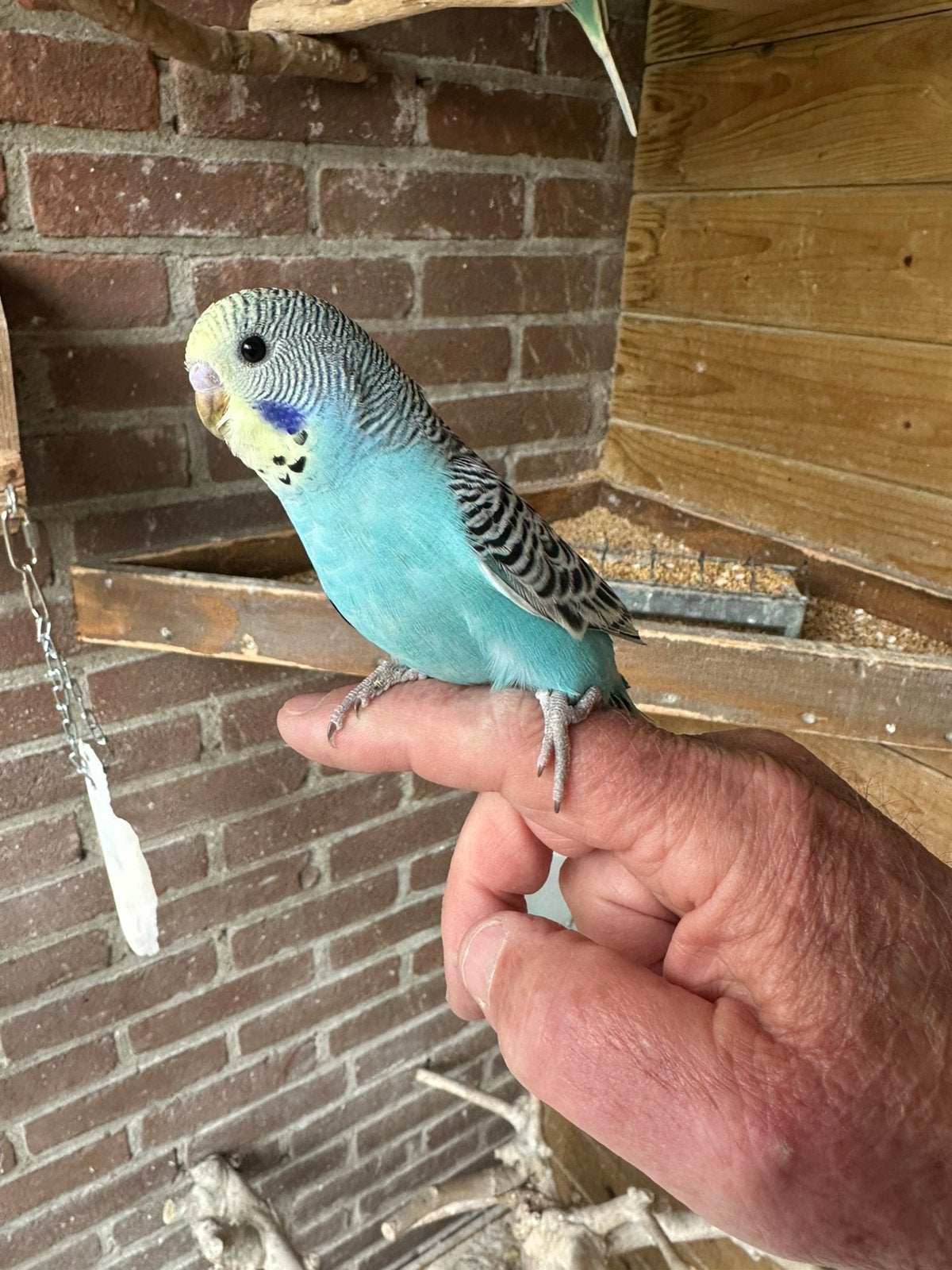 Baby grasparkieten, Dieren en Toebehoren, Meerdere dieren, Parkiet, Tam